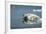 Swimming Polar Bear, Hudson Bay, Nunavut, Canada-Paul Souders-Framed Photographic Print