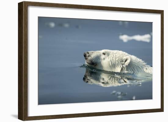 Swimming Polar Bear, Hudson Bay, Nunavut, Canada-Paul Souders-Framed Photographic Print