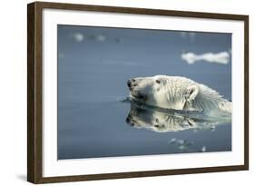 Swimming Polar Bear, Hudson Bay, Nunavut, Canada-Paul Souders-Framed Photographic Print