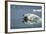 Swimming Polar Bear, Hudson Bay, Nunavut, Canada-Paul Souders-Framed Photographic Print