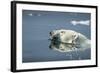 Swimming Polar Bear, Hudson Bay, Nunavut, Canada-Paul Souders-Framed Photographic Print