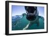 Swimming Polar Bear, Hudson Bay, Nunavut, Canada-Paul Souders-Framed Photographic Print