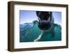 Swimming Polar Bear, Hudson Bay, Nunavut, Canada-Paul Souders-Framed Photographic Print