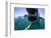 Swimming Polar Bear, Hudson Bay, Nunavut, Canada-Paul Souders-Framed Photographic Print