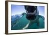 Swimming Polar Bear, Hudson Bay, Nunavut, Canada-Paul Souders-Framed Photographic Print