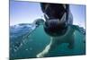 Swimming Polar Bear, Hudson Bay, Nunavut, Canada-Paul Souders-Mounted Photographic Print