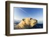 Swimming Polar Bear, Hudson Bay, Nunavut, Canada-Paul Souders-Framed Photographic Print