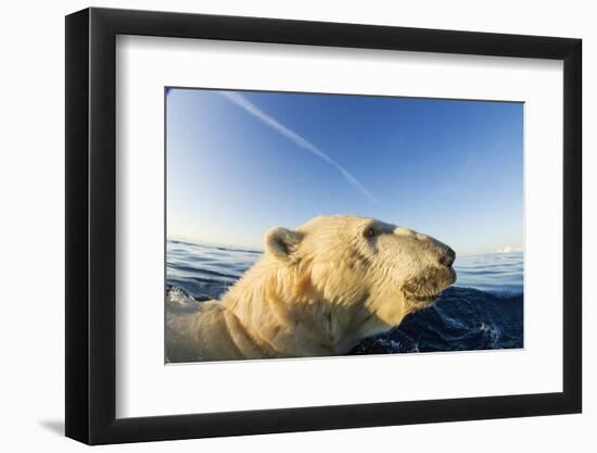 Swimming Polar Bear, Hudson Bay, Nunavut, Canada-Paul Souders-Framed Photographic Print