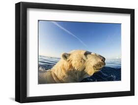 Swimming Polar Bear, Hudson Bay, Nunavut, Canada-Paul Souders-Framed Photographic Print