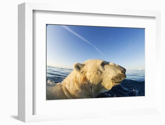 Swimming Polar Bear, Hudson Bay, Nunavut, Canada-Paul Souders-Framed Photographic Print