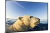 Swimming Polar Bear, Hudson Bay, Nunavut, Canada-Paul Souders-Mounted Photographic Print