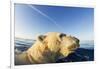 Swimming Polar Bear, Hudson Bay, Nunavut, Canada-Paul Souders-Framed Photographic Print