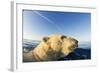 Swimming Polar Bear, Hudson Bay, Nunavut, Canada-Paul Souders-Framed Photographic Print