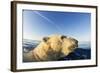 Swimming Polar Bear, Hudson Bay, Nunavut, Canada-Paul Souders-Framed Photographic Print