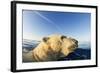 Swimming Polar Bear, Hudson Bay, Nunavut, Canada-Paul Souders-Framed Photographic Print