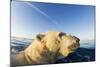 Swimming Polar Bear, Hudson Bay, Nunavut, Canada-Paul Souders-Mounted Photographic Print