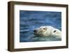 Swimming Polar Bear, Hudson Bay, Nunavut, Canada-Paul Souders-Framed Photographic Print