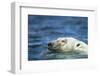 Swimming Polar Bear, Hudson Bay, Nunavut, Canada-Paul Souders-Framed Photographic Print