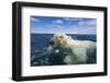 Swimming Polar Bear, Hudson Bay, Nunavut, Canada-Paul Souders-Framed Photographic Print