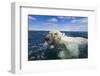 Swimming Polar Bear, Hudson Bay, Nunavut, Canada-Paul Souders-Framed Photographic Print