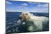 Swimming Polar Bear, Hudson Bay, Nunavut, Canada-Paul Souders-Mounted Photographic Print