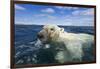 Swimming Polar Bear, Hudson Bay, Nunavut, Canada-Paul Souders-Framed Photographic Print