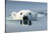 Swimming Polar Bear, Hudson Bay, Nunavut, Canada-Paul Souders-Stretched Canvas