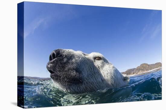 Swimming Polar Bear, Nunavut, Canada-Paul Souders-Stretched Canvas