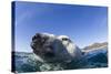 Swimming Polar Bear, Nunavut, Canada-Paul Souders-Stretched Canvas