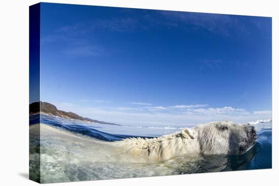 Swimming Polar Bear, Nunavut, Canada-Paul Souders-Stretched Canvas