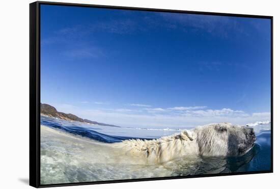 Swimming Polar Bear, Nunavut, Canada-Paul Souders-Framed Stretched Canvas