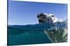 Swimming Polar Bear, Nunavut, Canada-Paul Souders-Stretched Canvas