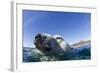 Swimming Polar Bear, Nunavut, Canada-Paul Souders-Framed Photographic Print