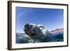 Swimming Polar Bear, Nunavut, Canada-Paul Souders-Framed Photographic Print