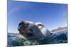 Swimming Polar Bear, Nunavut, Canada-Paul Souders-Mounted Photographic Print