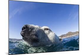 Swimming Polar Bear, Nunavut, Canada-Paul Souders-Mounted Photographic Print