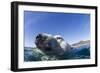 Swimming Polar Bear, Nunavut, Canada-Paul Souders-Framed Photographic Print