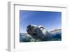 Swimming Polar Bear, Nunavut, Canada-Paul Souders-Framed Photographic Print