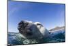 Swimming Polar Bear, Nunavut, Canada-Paul Souders-Mounted Photographic Print