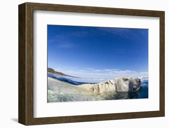 Swimming Polar Bear, Nunavut, Canada-Paul Souders-Framed Photographic Print