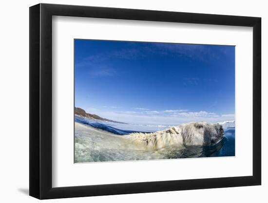 Swimming Polar Bear, Nunavut, Canada-Paul Souders-Framed Photographic Print