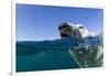 Swimming Polar Bear, Nunavut, Canada-Paul Souders-Framed Photographic Print