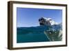 Swimming Polar Bear, Nunavut, Canada-Paul Souders-Framed Photographic Print