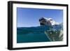 Swimming Polar Bear, Nunavut, Canada-Paul Souders-Framed Photographic Print