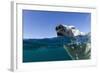 Swimming Polar Bear, Nunavut, Canada-Paul Souders-Framed Photographic Print