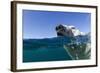 Swimming Polar Bear, Nunavut, Canada-Paul Souders-Framed Photographic Print