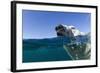 Swimming Polar Bear, Nunavut, Canada-Paul Souders-Framed Photographic Print