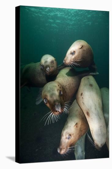 Swimming Steller Sea Lions-null-Stretched Canvas