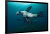 Swimming Steller Sea Lions-null-Framed Photographic Print