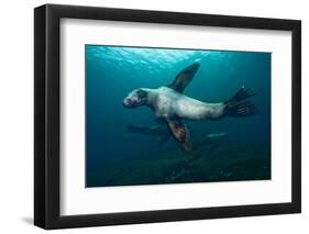 Swimming Steller Sea Lions-null-Framed Photographic Print